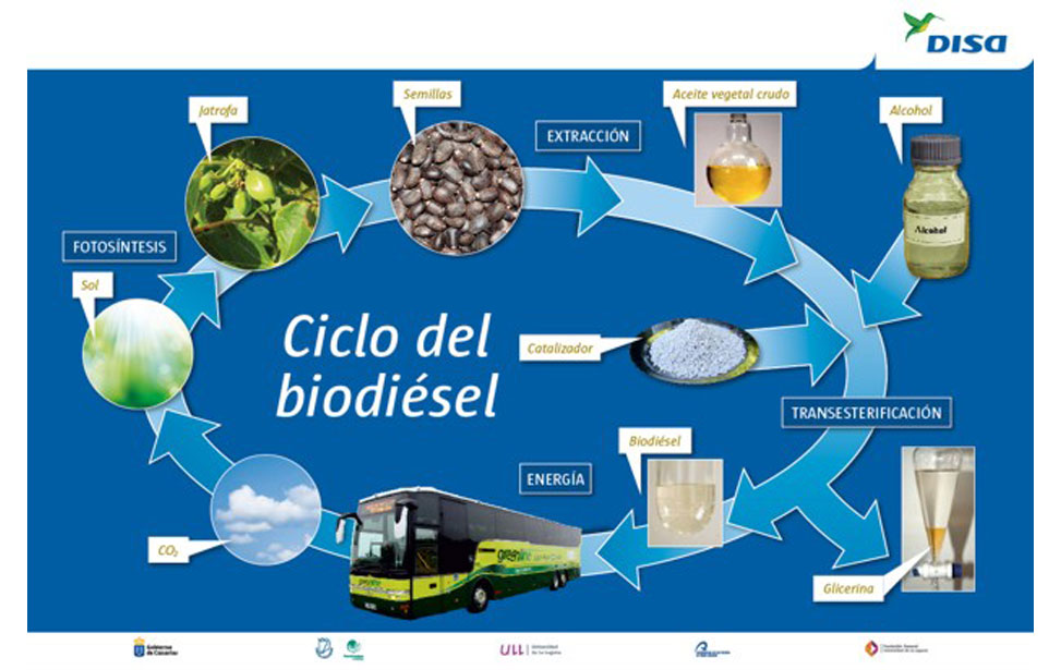 Proyecto DISA Biocombustible Jatrofa