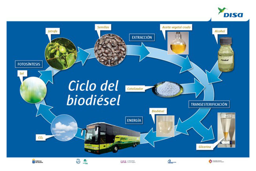 Proyecto DISA Biocombustible Jatrofa